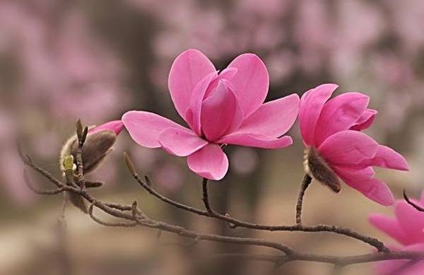 清明，獻(xiàn)給您一束辛夷花
